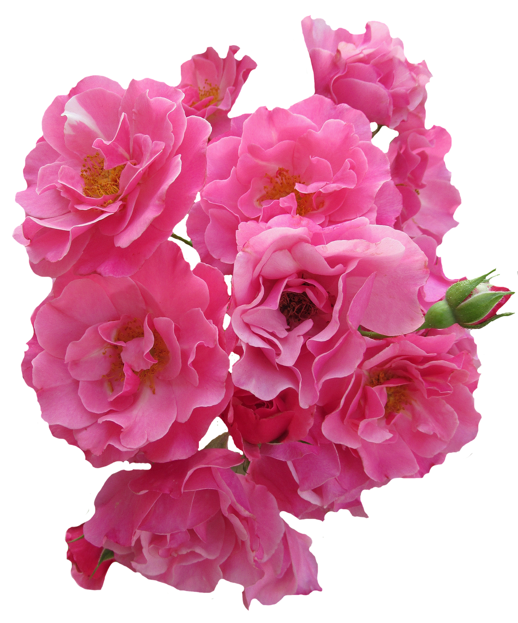 roses pink flowers free photo