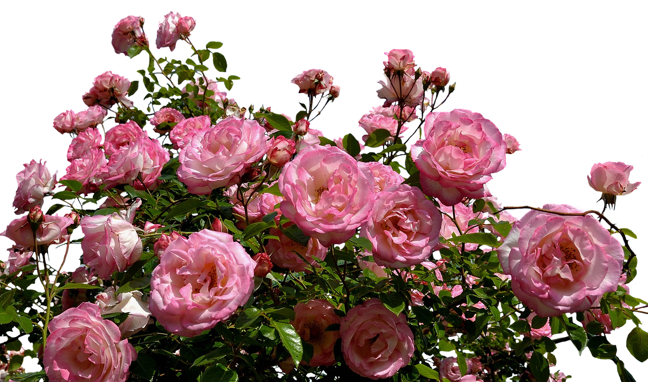 roses pink bush free photo