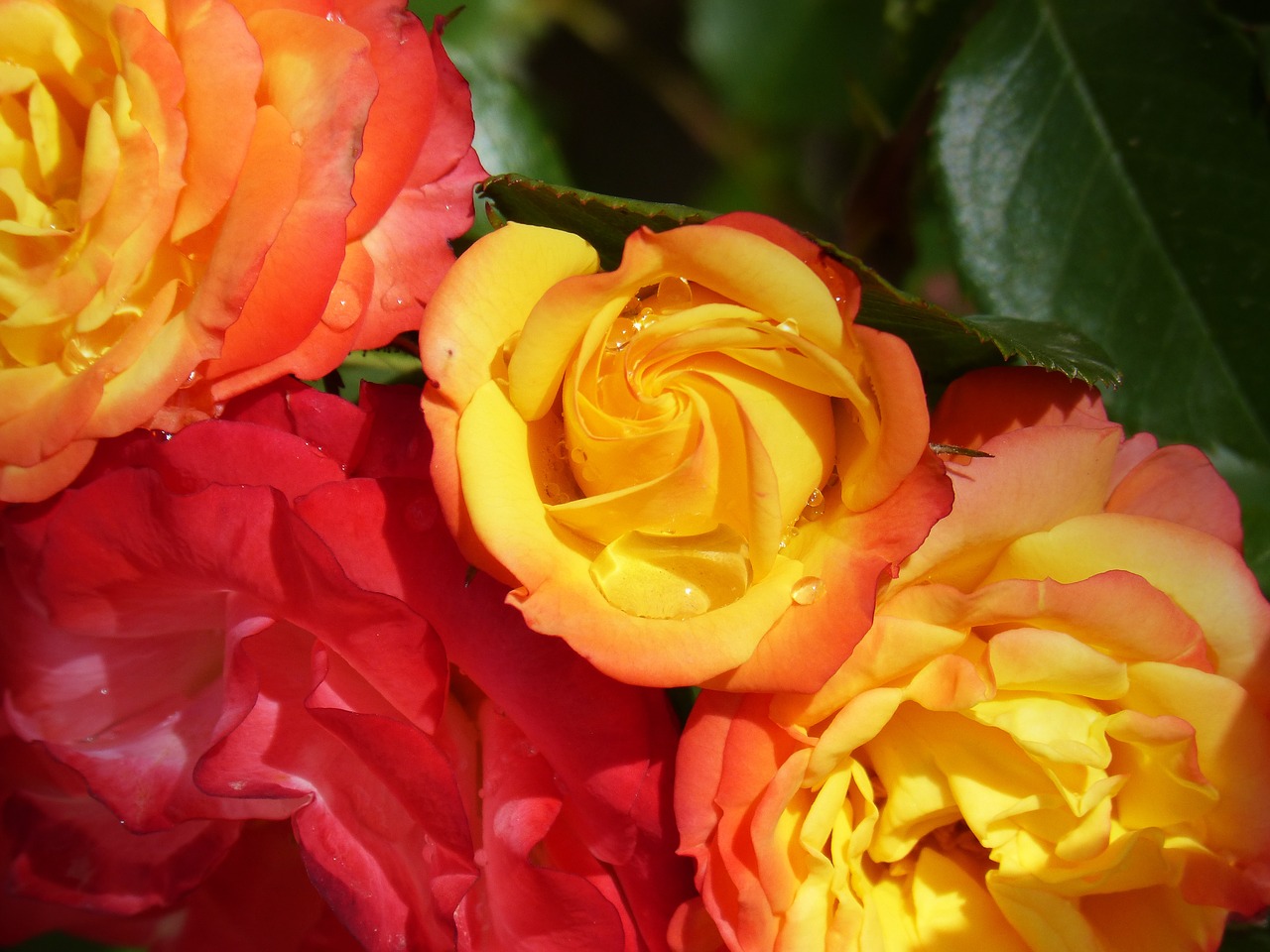 roses pink yellow flowers free photo