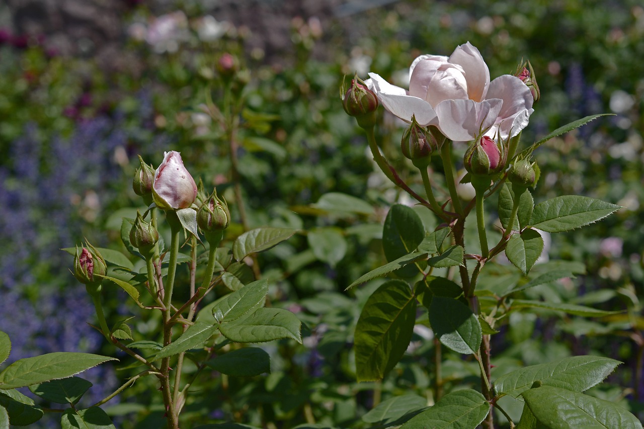 roses pink rose flower free photo