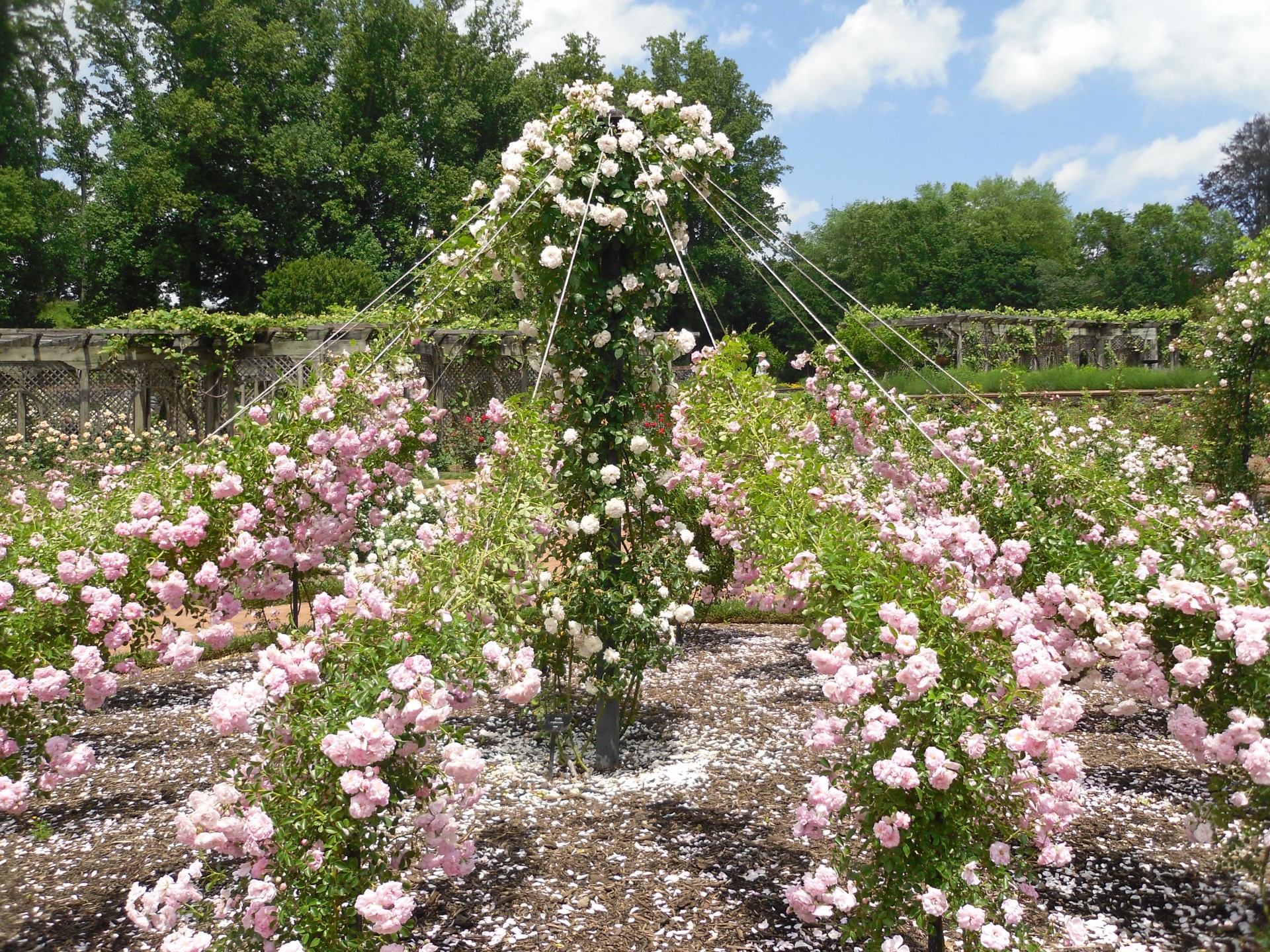 rose roses garden free photo