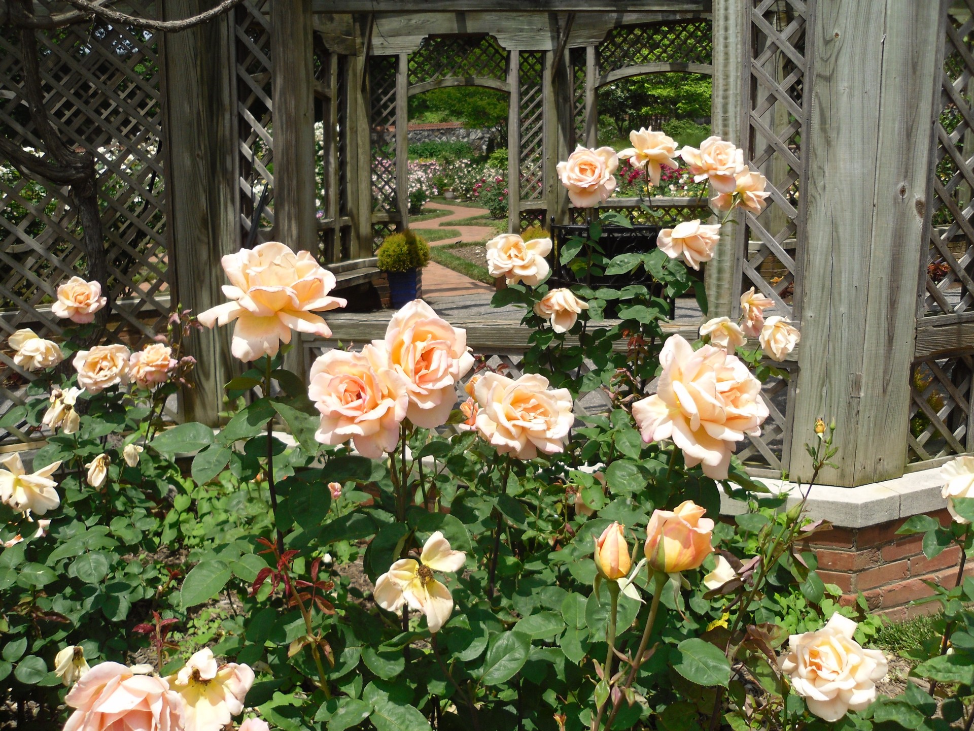 rose roses garden free photo