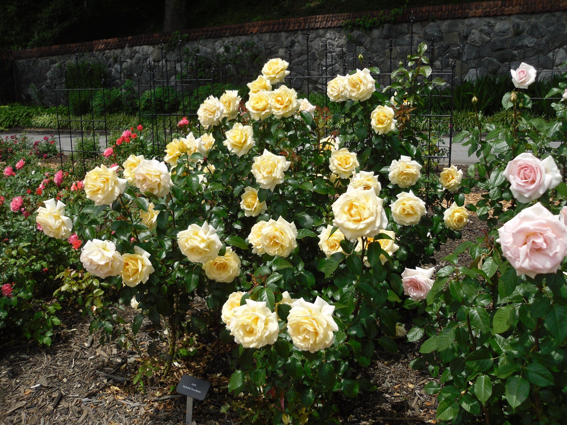 rose roses garden free photo