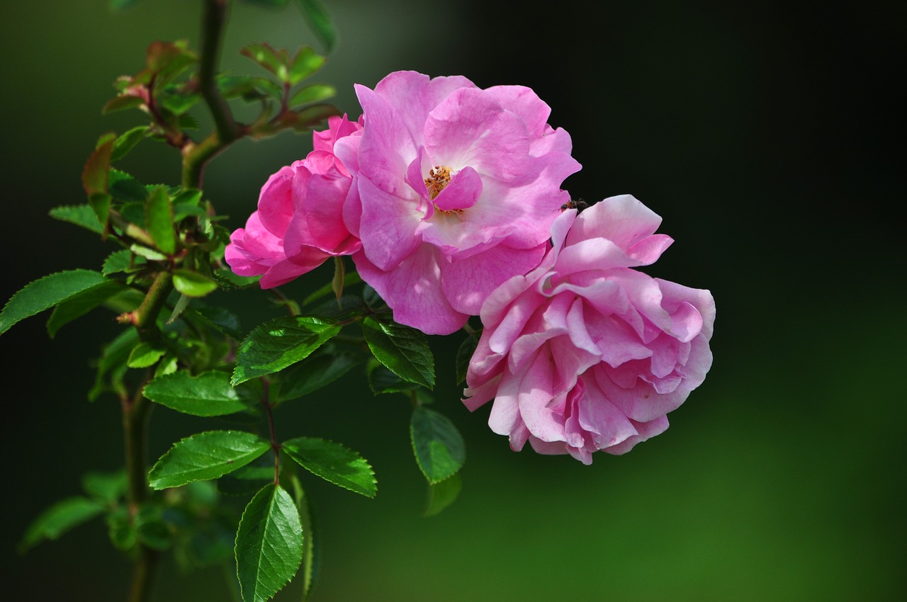 roses flowers pink free photo