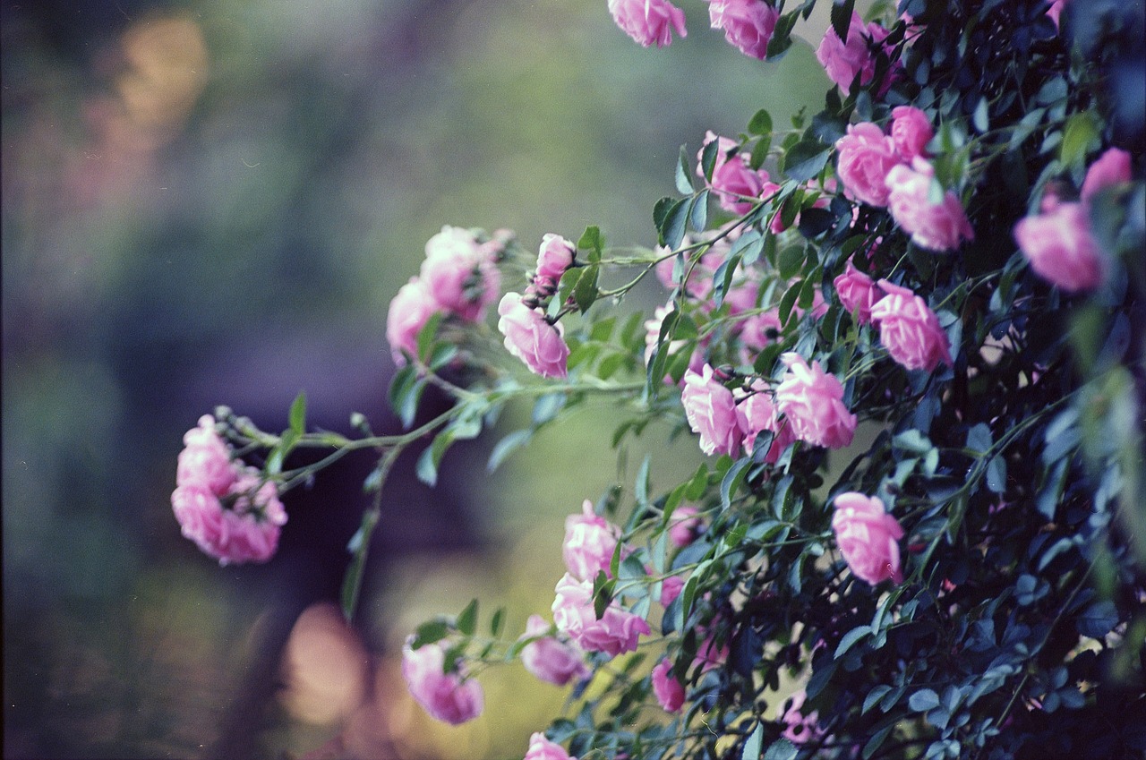 roses pink flower free photo