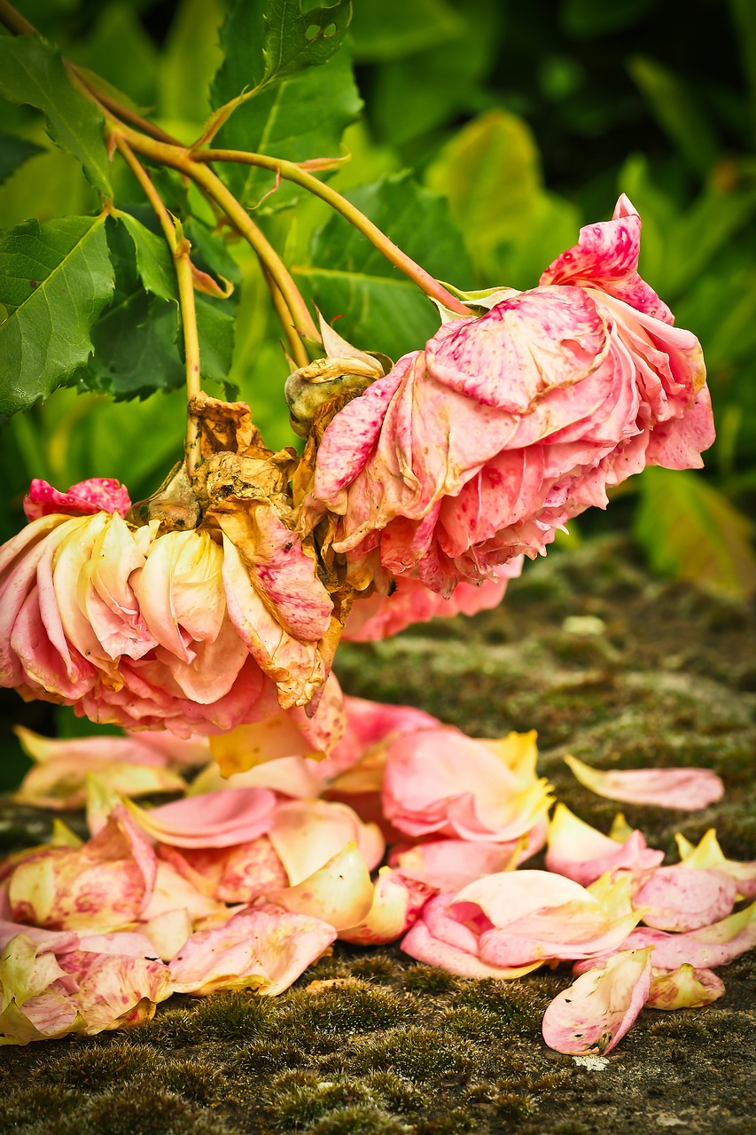 roses flower pink rose free photo