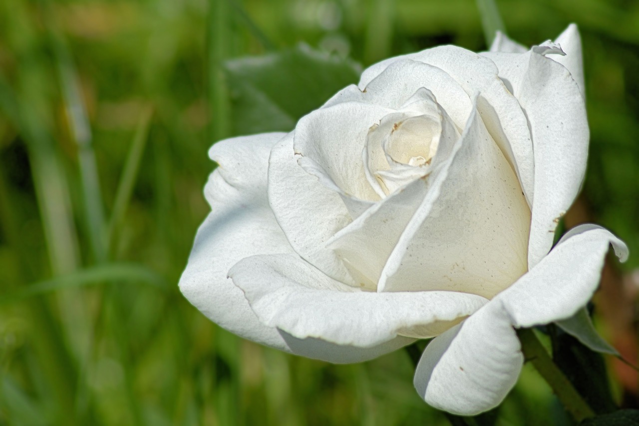 roses rose bloom white rose free photo