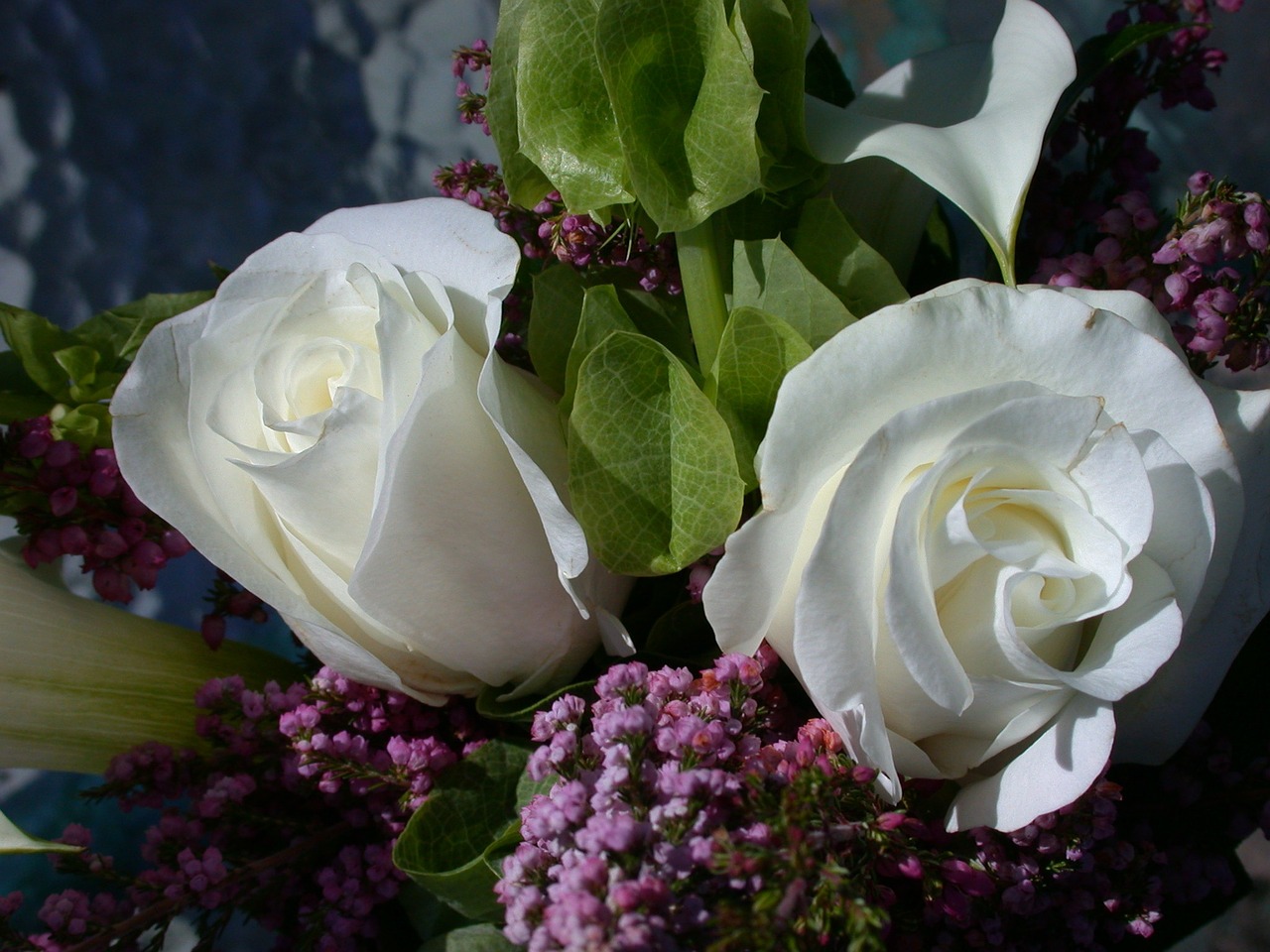 roses vase white roses free photo