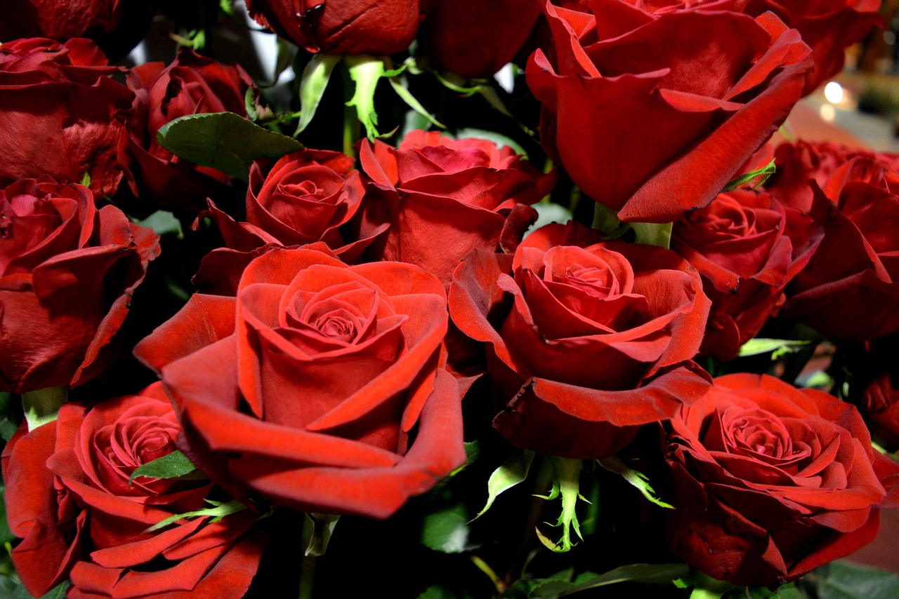 roses red flowers free photo