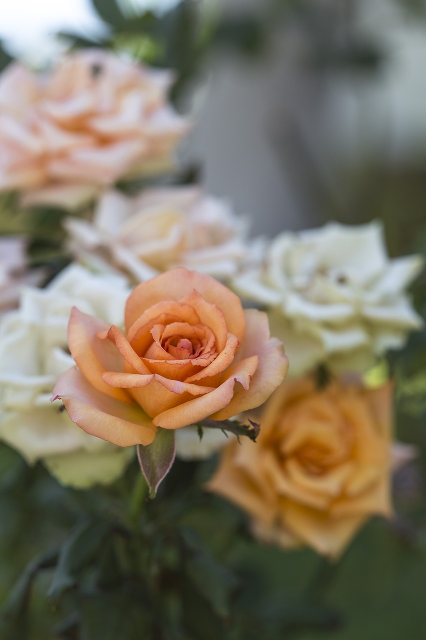 roses flower orange free photo