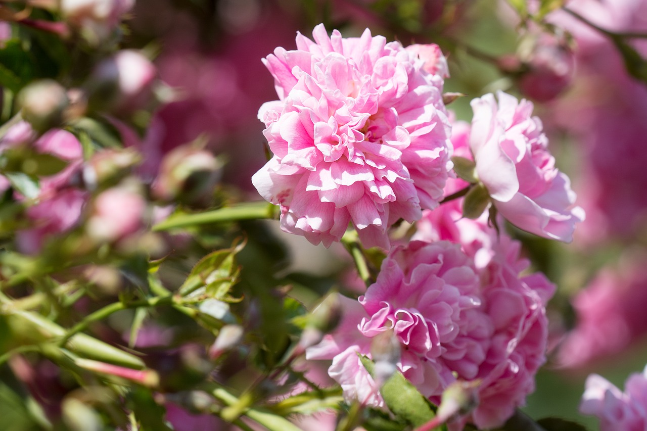 roses pink pink roses free photo