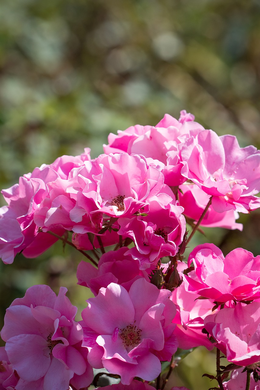 roses pink pink roses free photo