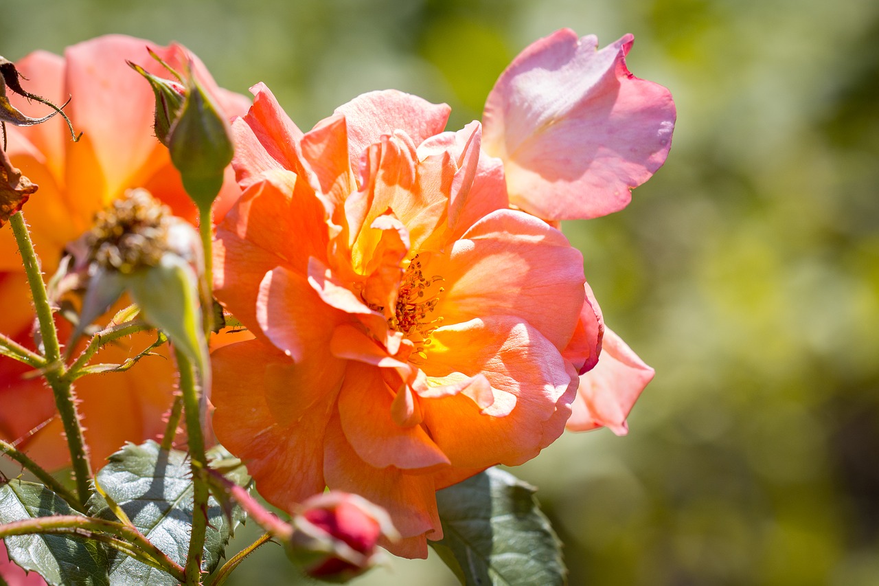 roses blossom bloom free photo