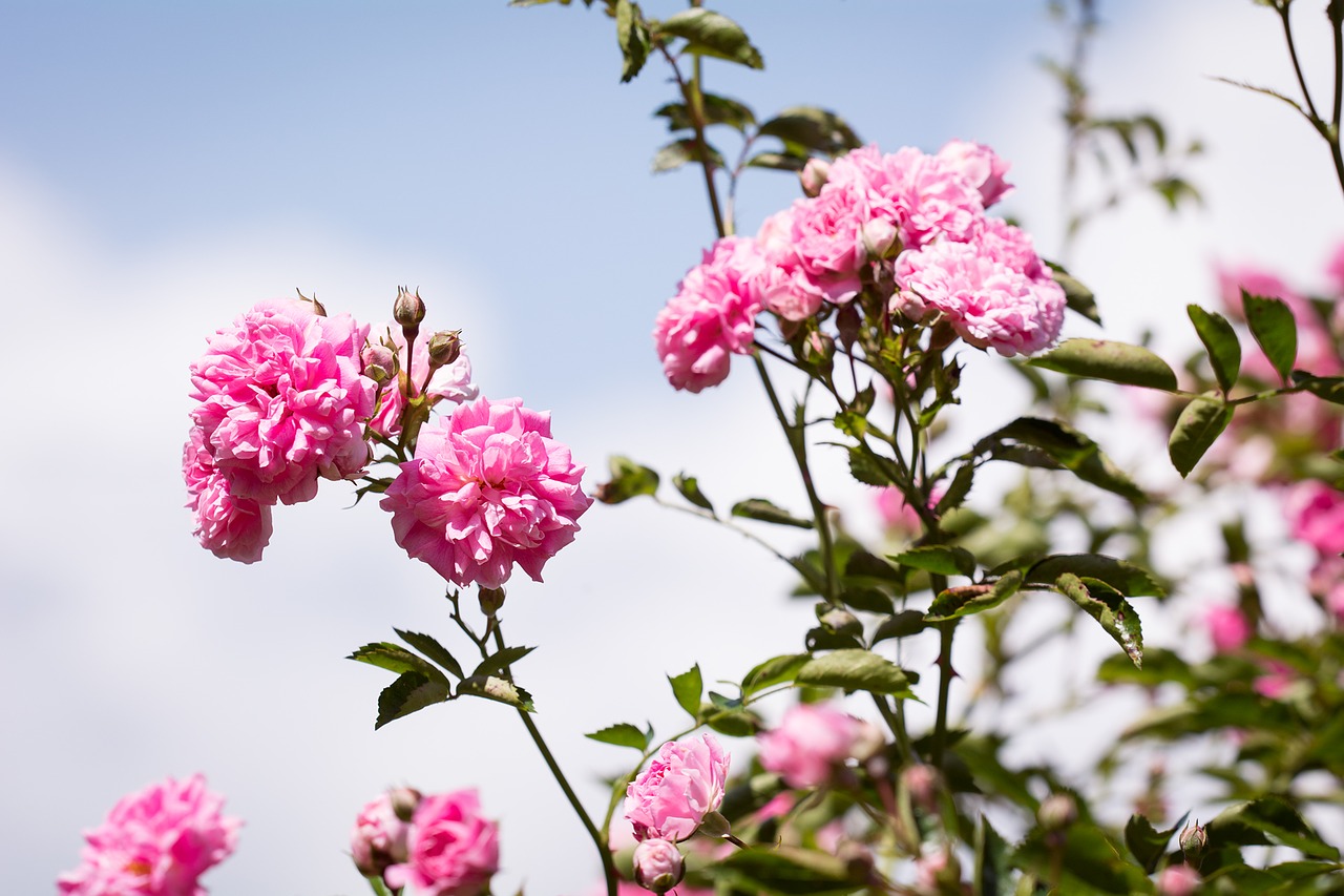 roses flowers pink free photo