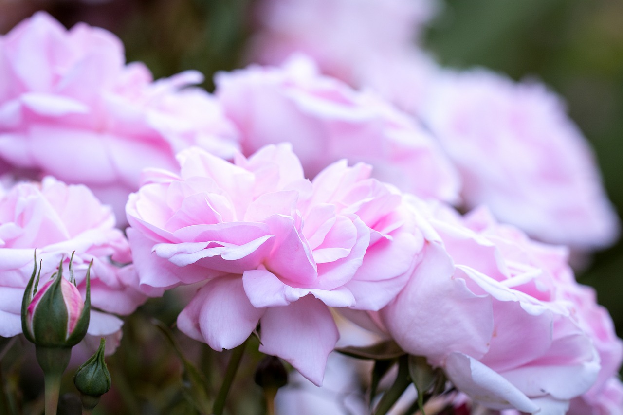 roses pink pink roses free photo