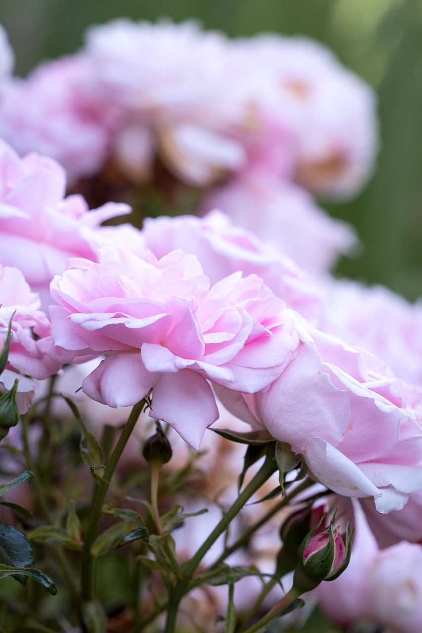 roses pink pink roses free photo