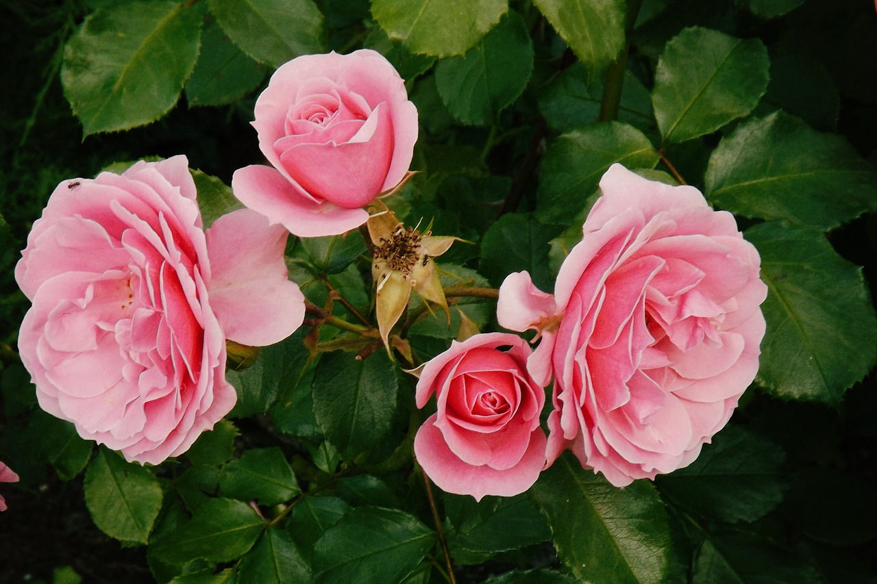 roses flowers pink free photo