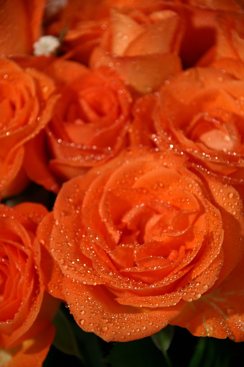 roses flowers orange free photo