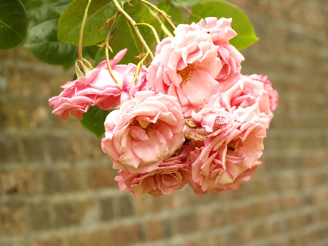 roses flower red free photo