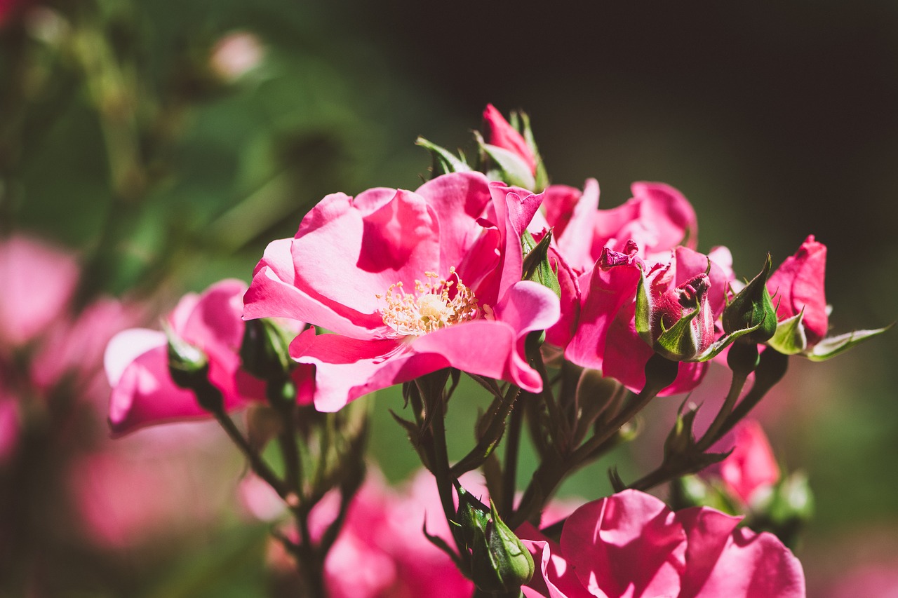 roses flowers pink roses free photo