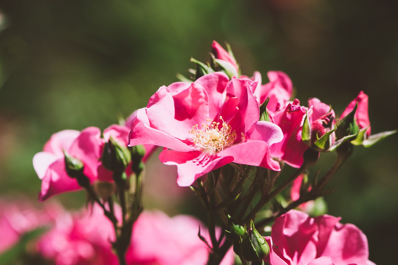 roses flowers pink roses free photo