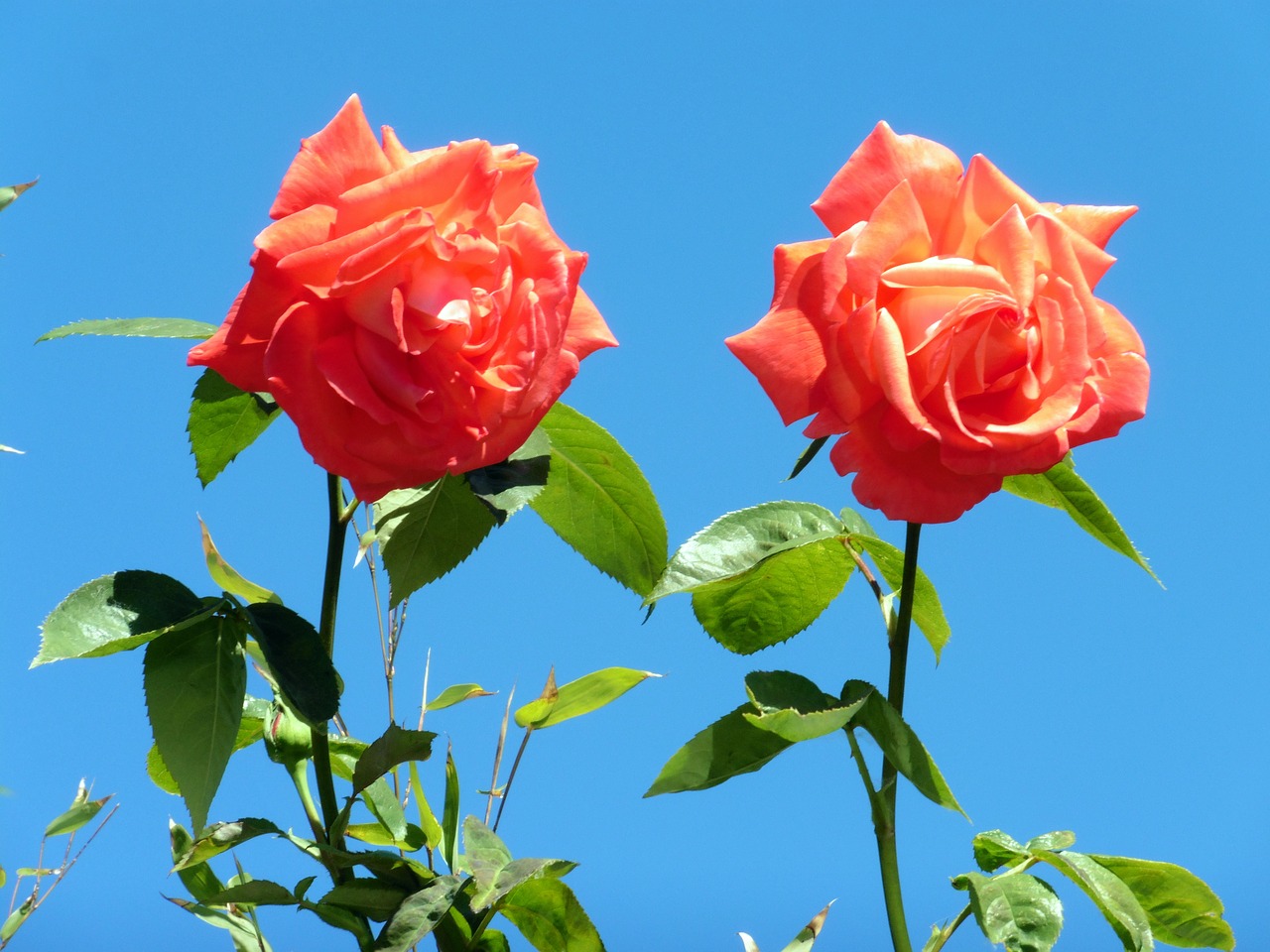 roses orange flower free photo