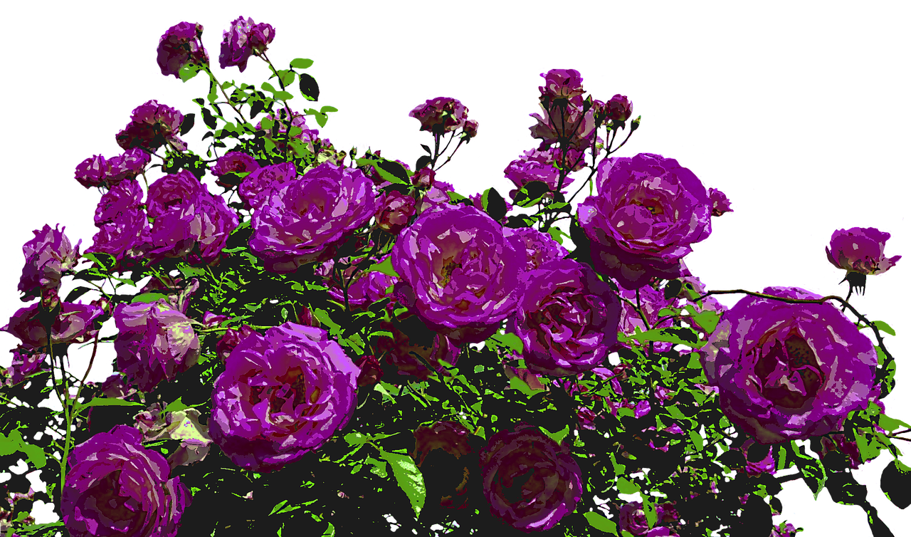 roses nature drawing free photo