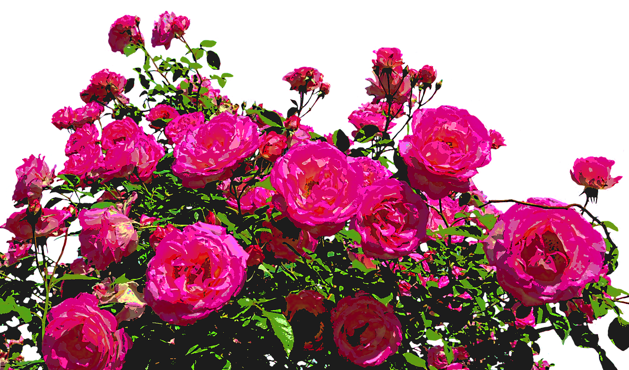 roses nature drawing free photo