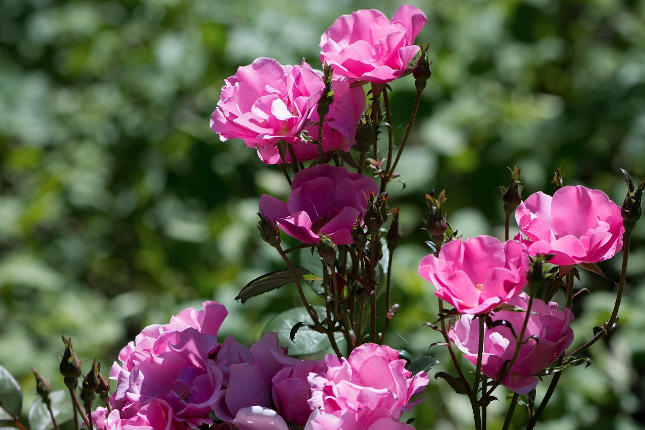 roses pink pink roses free photo