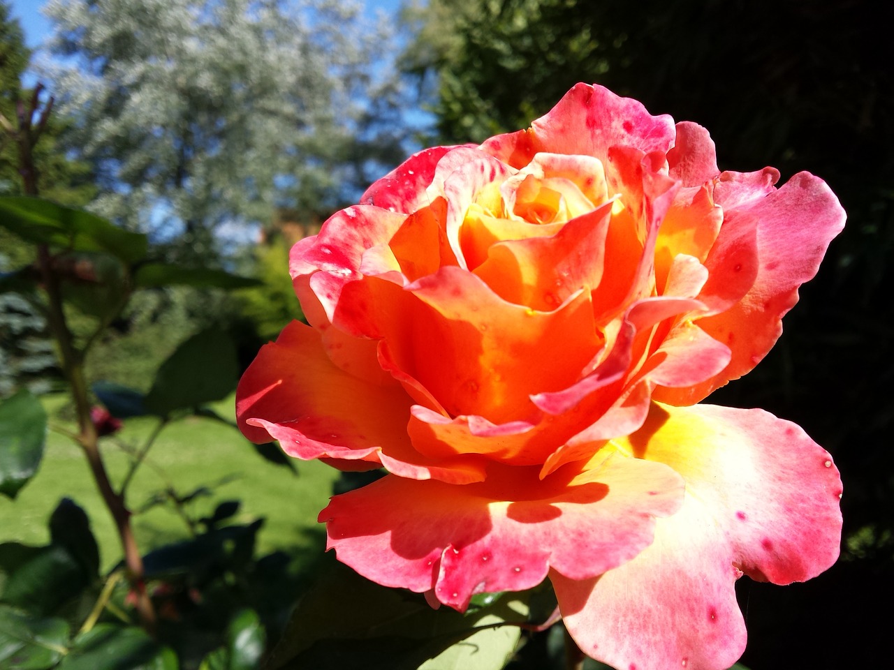 garden rose color free photo