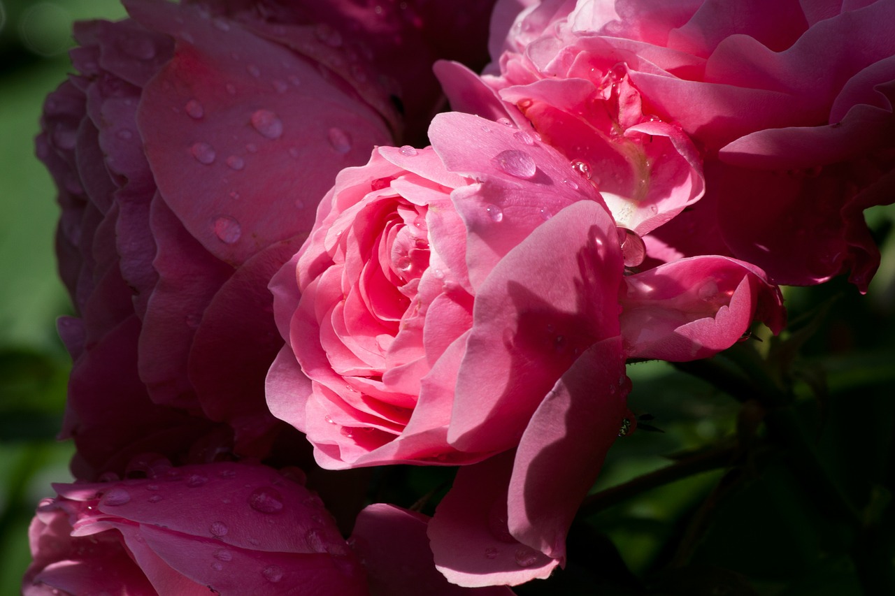 roses pink family free photo