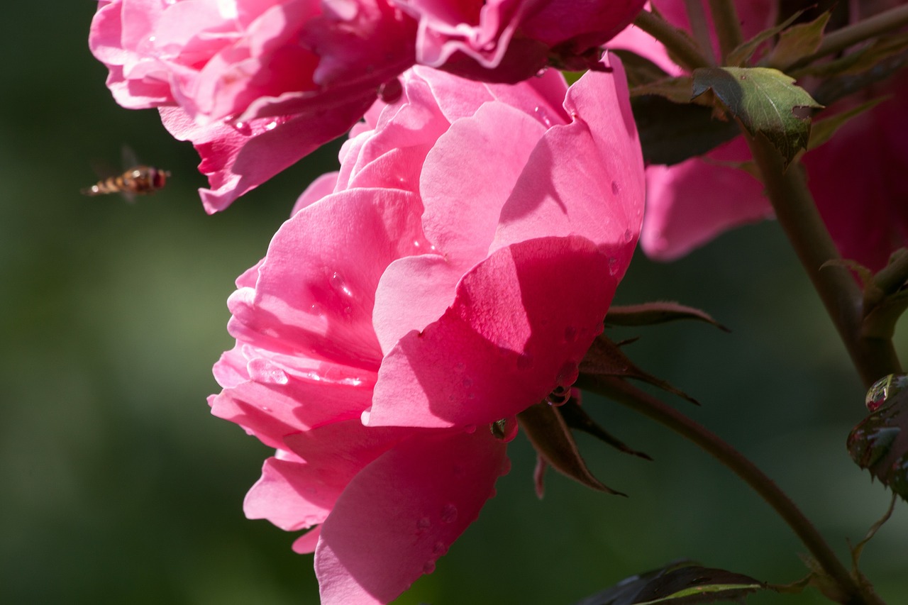 roses pink family free photo