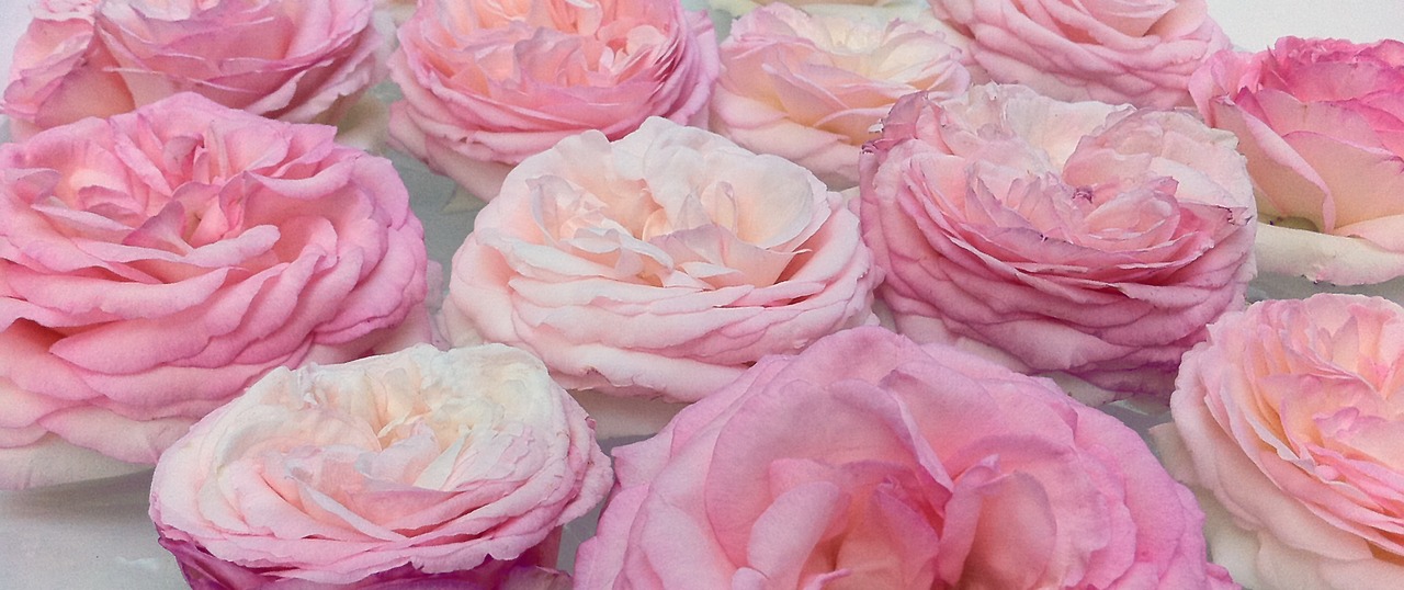roses pink banner free photo