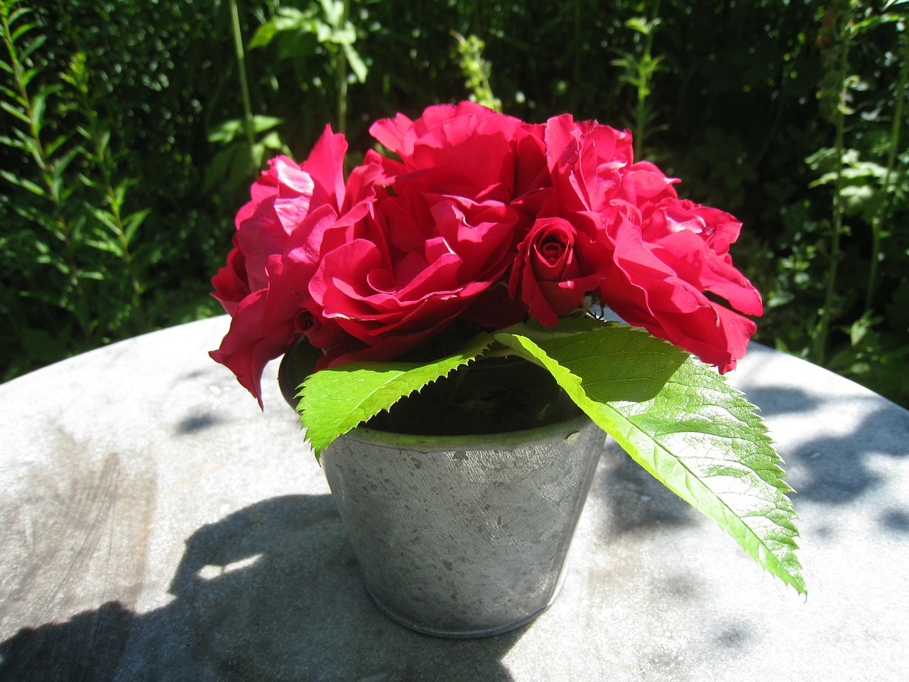 roses pot table free photo