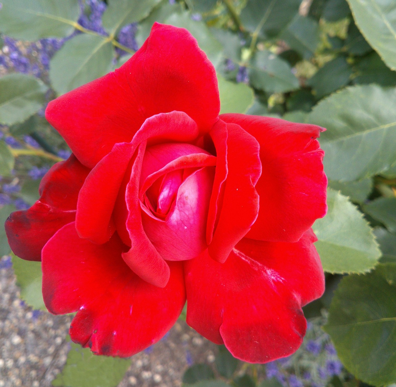 roses red rose nature free photo