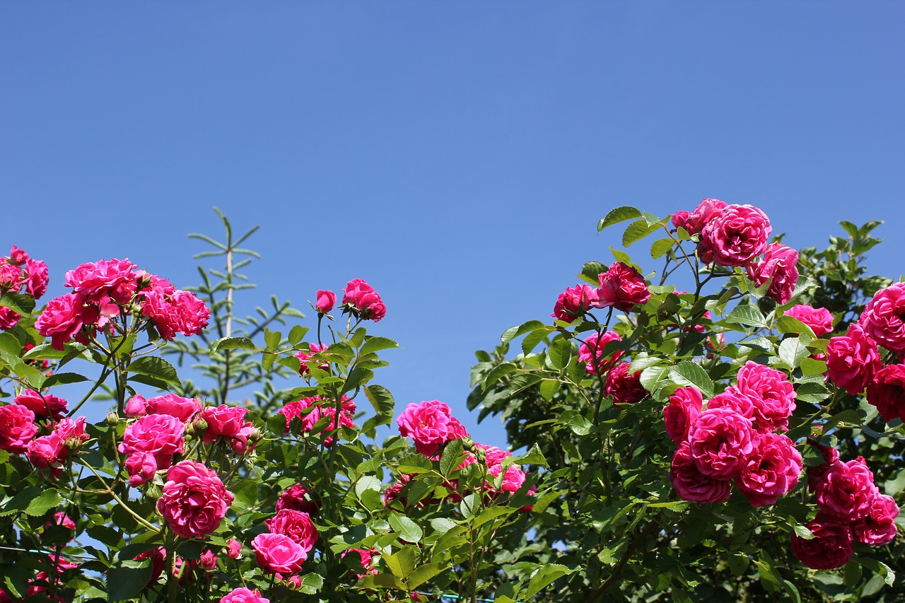 roses pink sky free photo