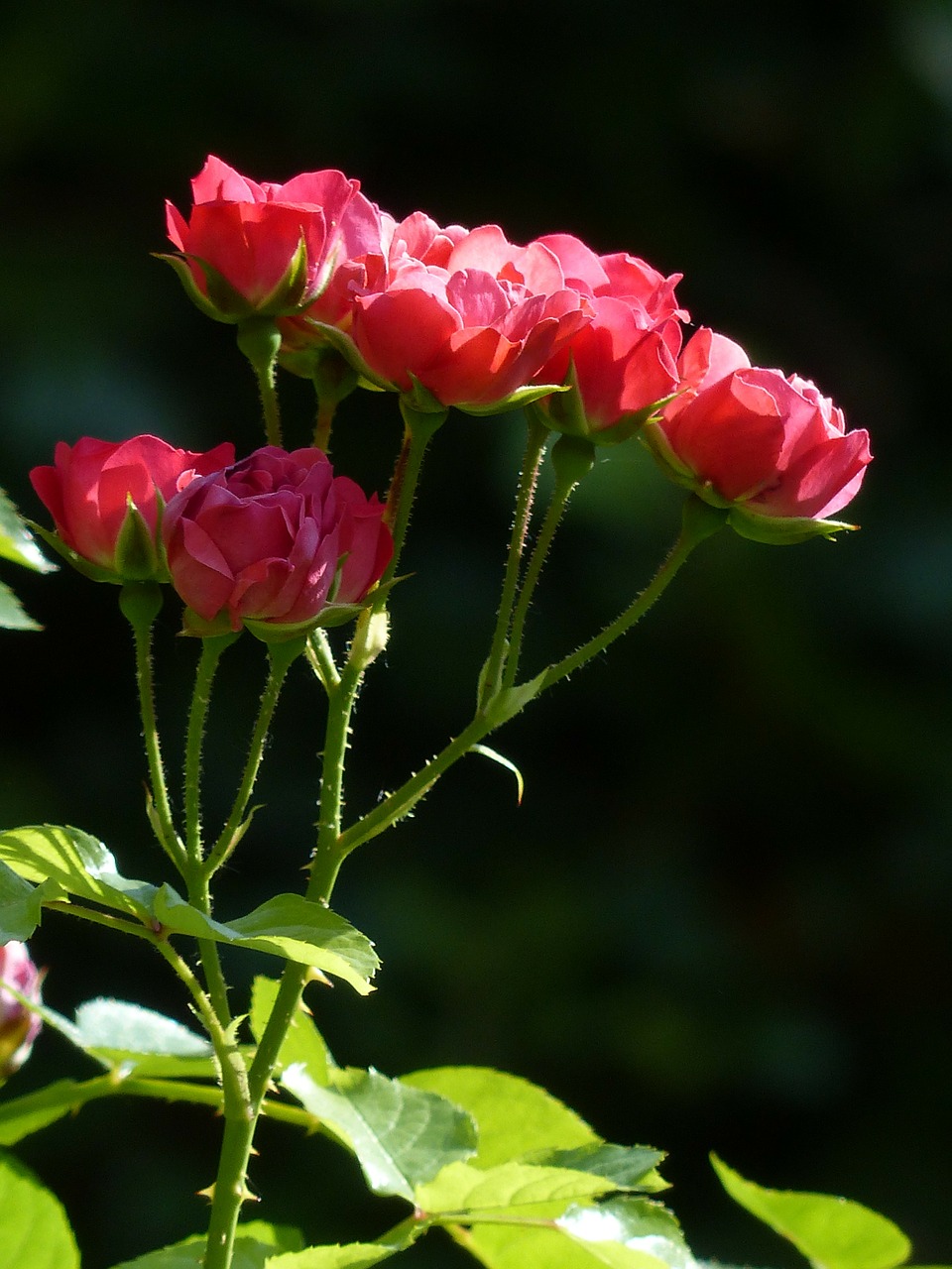 roses red flower free photo