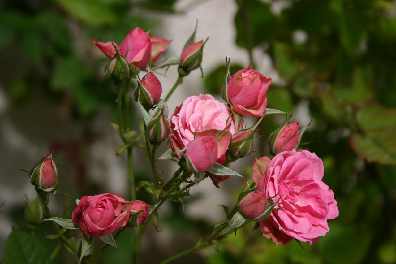 roses flowers plants free photo