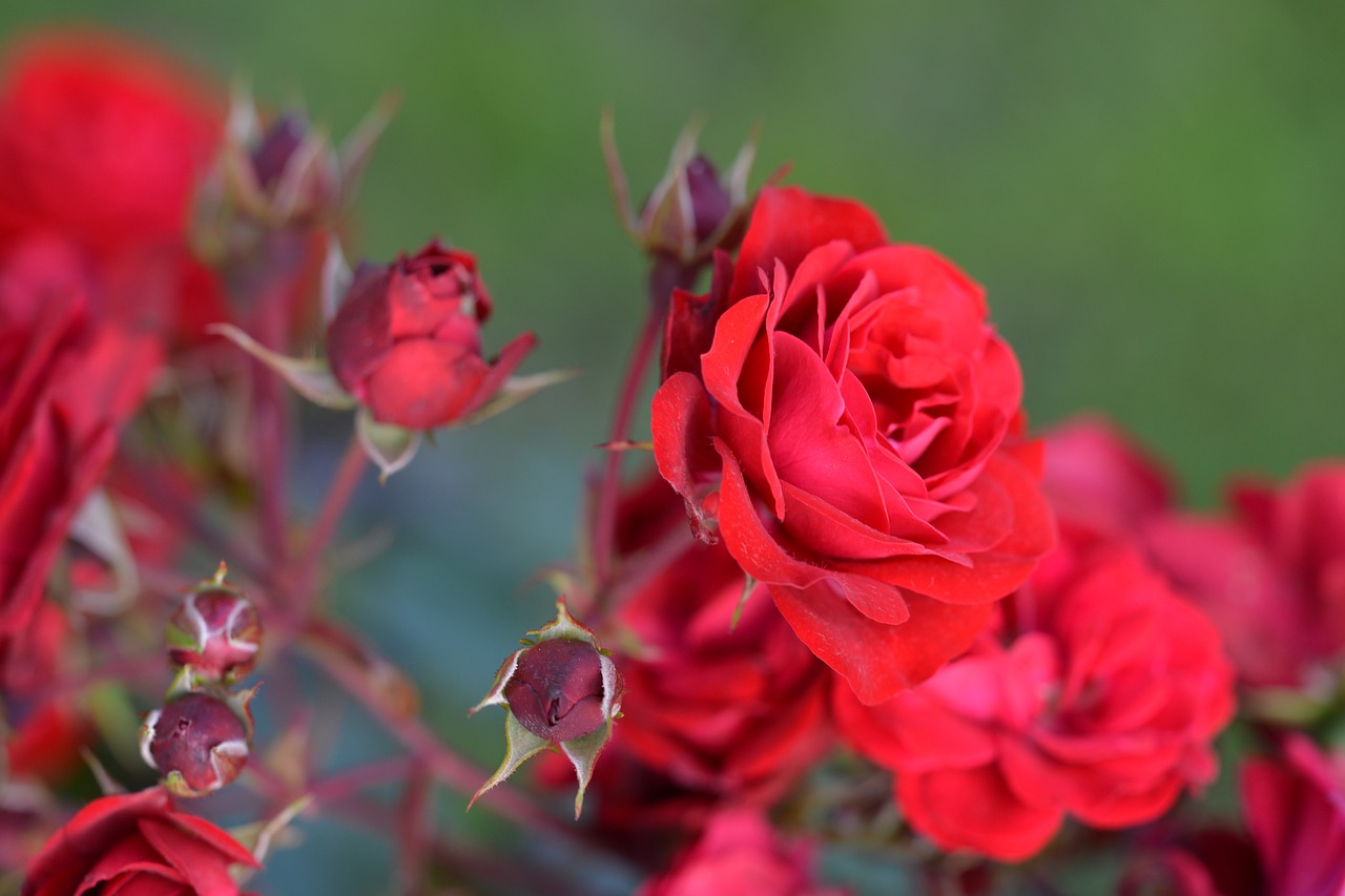 roses ros red free photo