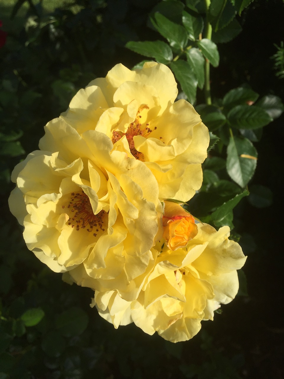 roses garden yellow free photo