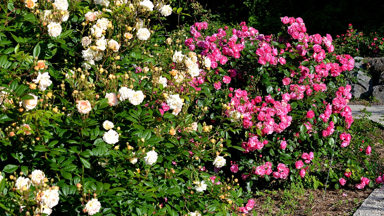 roses garden pink free photo