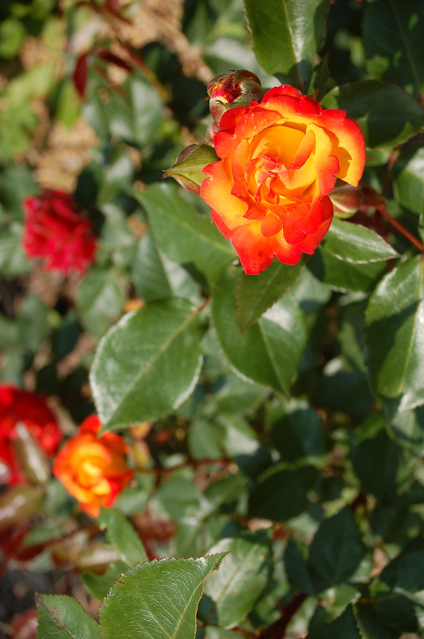 roses rose flower rose garden free photo