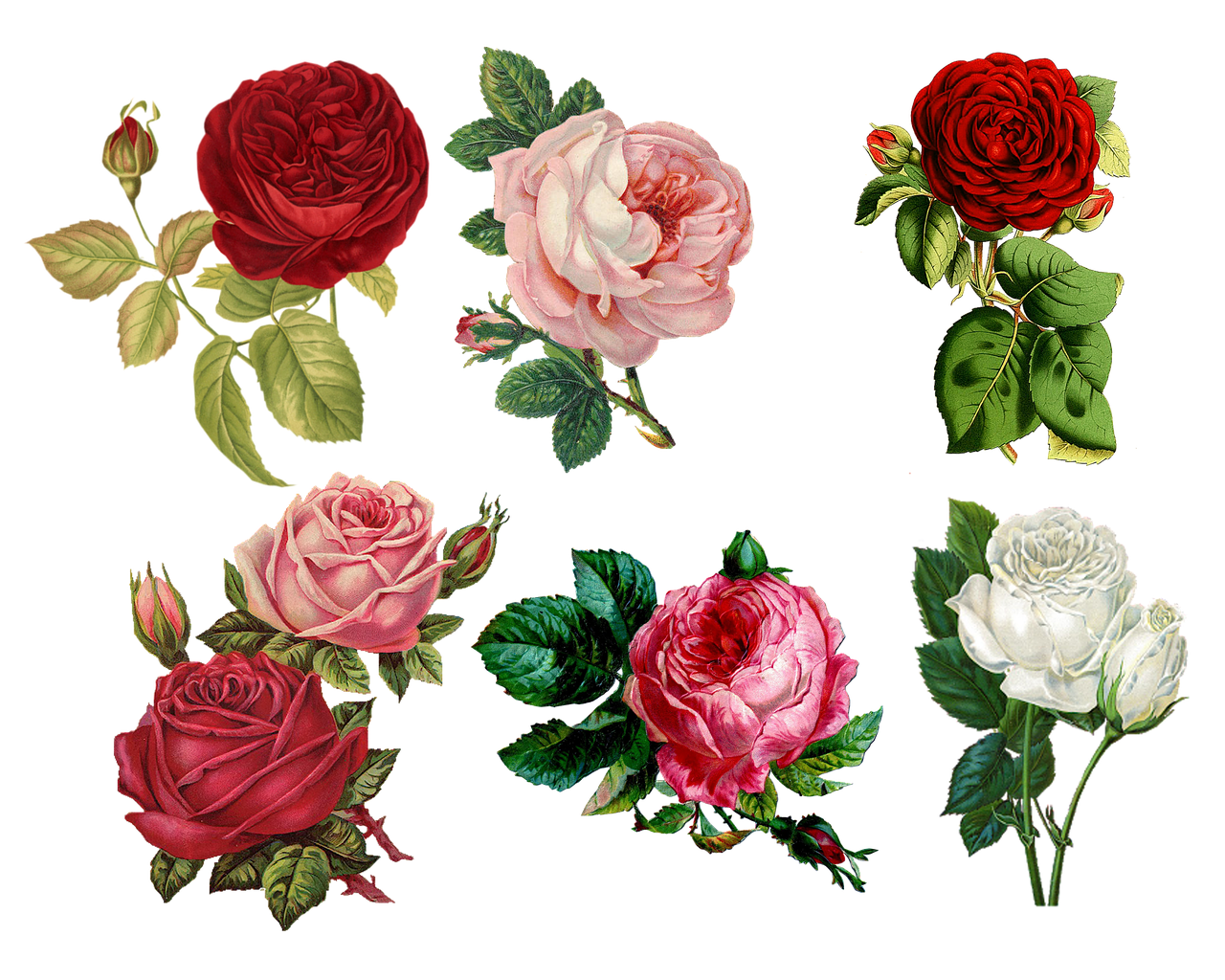 roses collage sheet free photo