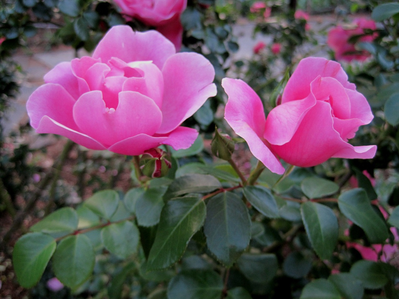 roses deep pink open free photo