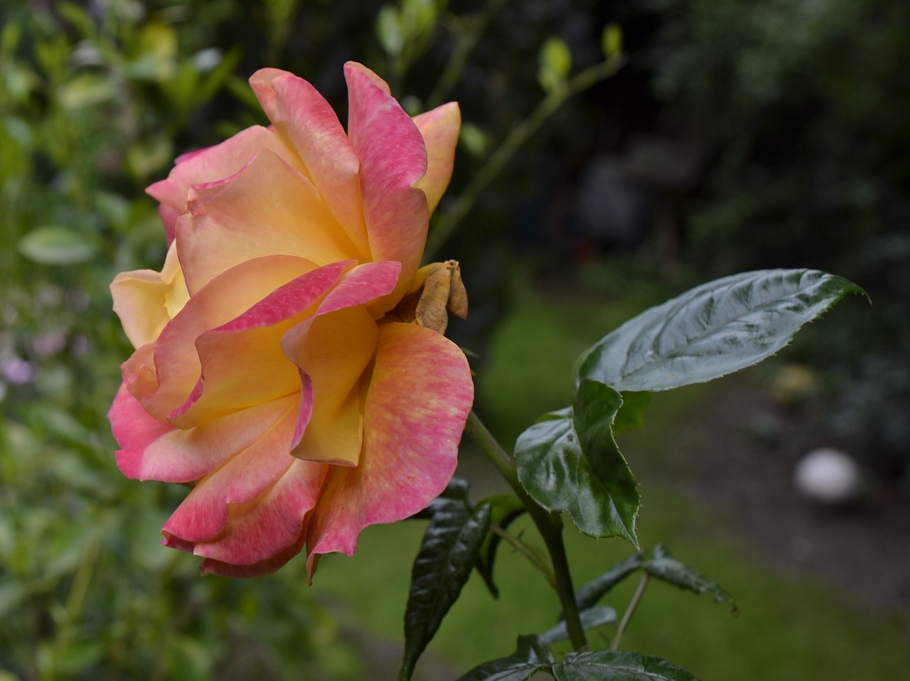 roses garden summer free photo