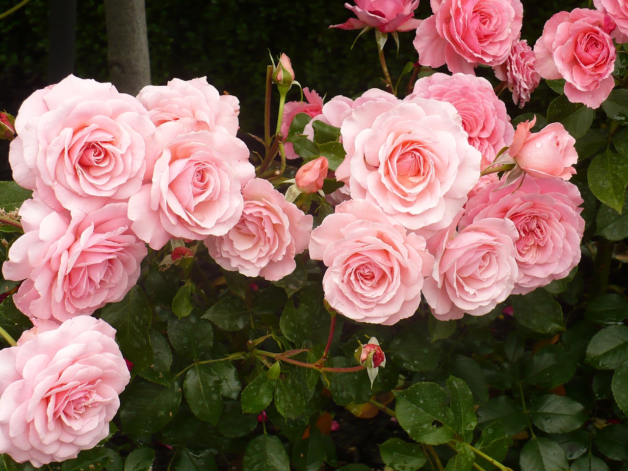 roses pink flower free photo