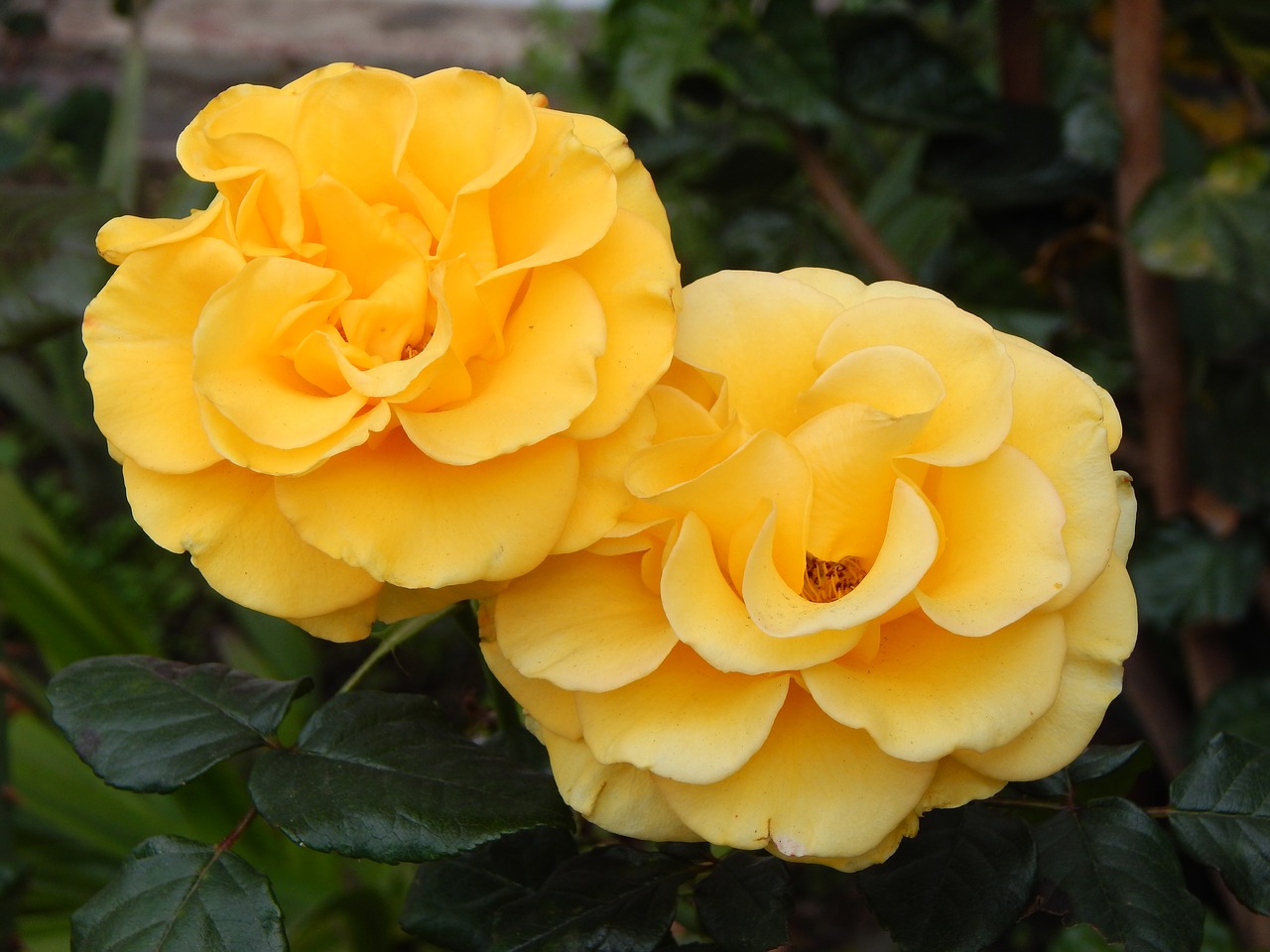 roses yellow nature free photo