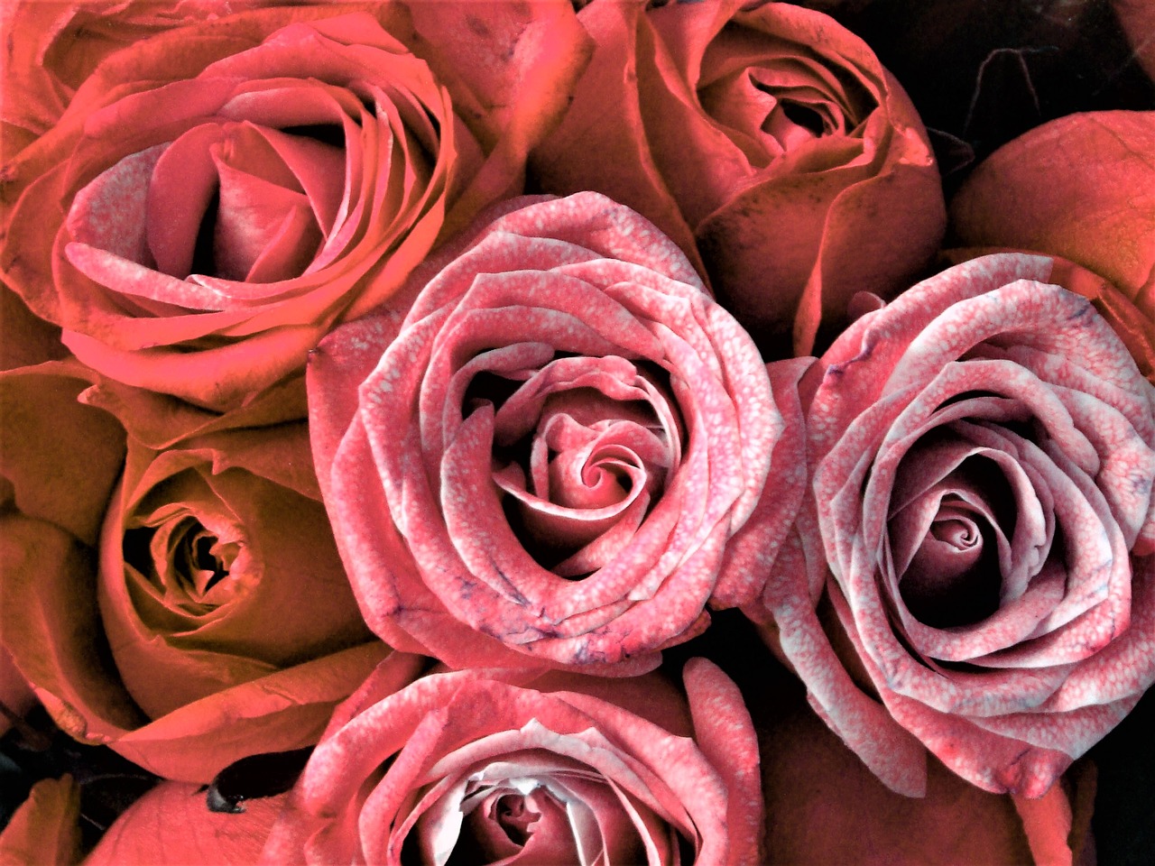 roses bouquet of flowers transient free photo