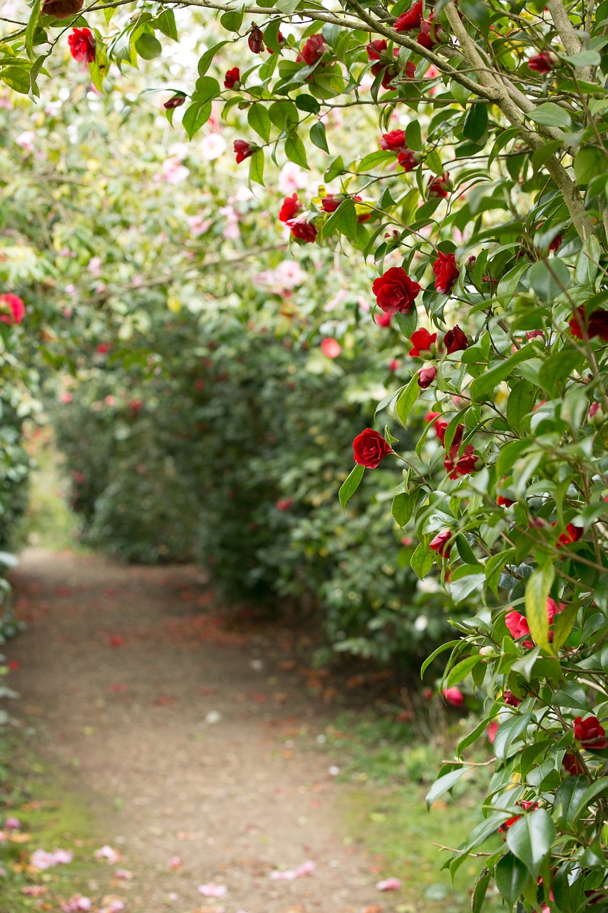 roses passage floral free photo