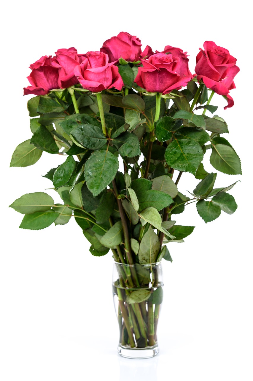 roses flower gift free photo